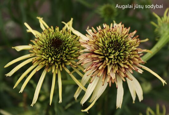 Ežiuolė (Echinacea) 'Stawberry Shortcake'